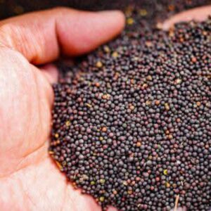 Canola Seeds