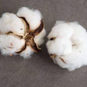 Cotton Seeds