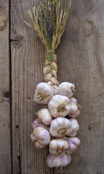 Garlic - Image 4